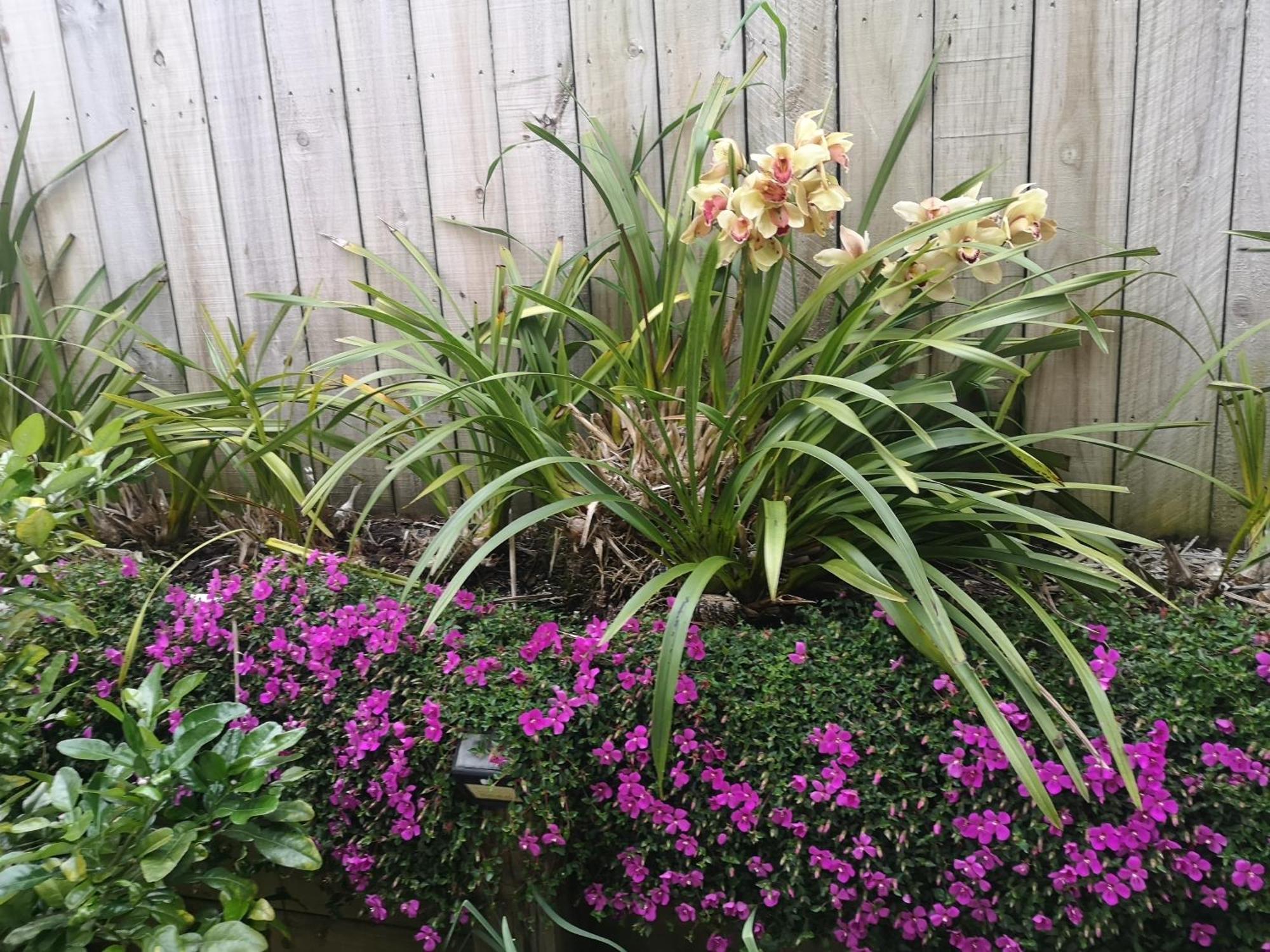 Ferienwohnung W&M Orchid House Auckland Exterior foto